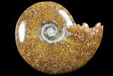 Polished, Agatized Ammonite (Cleoniceras) - Madagascar #94246-1